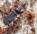 Eremocoris semicinctus - photo 3