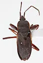 Eremocoris semicinctus - photo 4