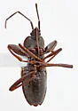 Eremocoris semicinctus - photo 5