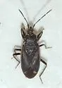 Eremocoris setosus - photo 2
