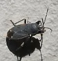 Eremocoris setosus - photo 3