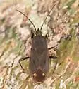 Eremocoris setosus - photo 4