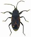 Eremocoris setosus - photo 5