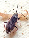 Eremocoris suspect-undescribed-occ