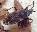 Eremocoris suspect-undescribed-occ - photo 2
