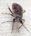 Eremocoris suspect-undescribed-occ - photo 3