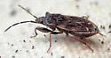 Eremocoris suspect-undescribed-occ - photo 4