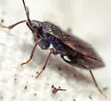 Eremocoris suspect-undescribed-occ - photo 5