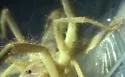 Eremocosta striata