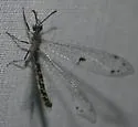 Eremoleon femoralis