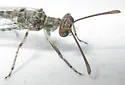 Eremoleon femoralis - photo 4