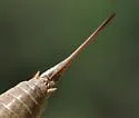 Ball’s Shieldback - photo 5