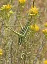 Two-lined Shieldback - photo 3