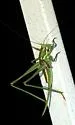 Two-lined Shieldback - photo 4