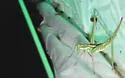 Two-lined Shieldback - photo 5