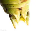 Eremopedes covilleae - photo 4