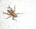 Eremopedes ephippiatus