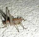 Eremopedes ephippiatus - photo 2