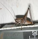 Eremopedes ephippiatus - photo 4