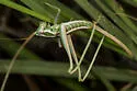Kelso Shieldback - photo 2