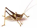 Eremopedes scudderi