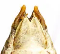 Eremopedes scudderi - photo 2