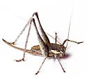 Eremopedes scudderi - photo 3