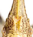 Eremopedes scudderi - photo 5