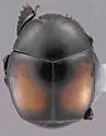 Eremosaprinus hubbardi