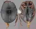 Eremosaprinus minimus