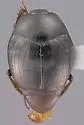 Eremosaprinus unguiculatus