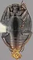 Eremosaprinus unguiculatus - photo 2