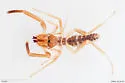 Eremothera drachmani