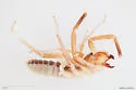 Eremothera drachmani - photo 2