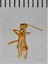 Eremotylus subfuliginosus - photo 2