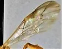 Eremotylus subfuliginosus - photo 3