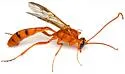 Eremotylus subfuliginosus - photo 4