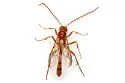 Eremotylus subfuliginosus - photo 5