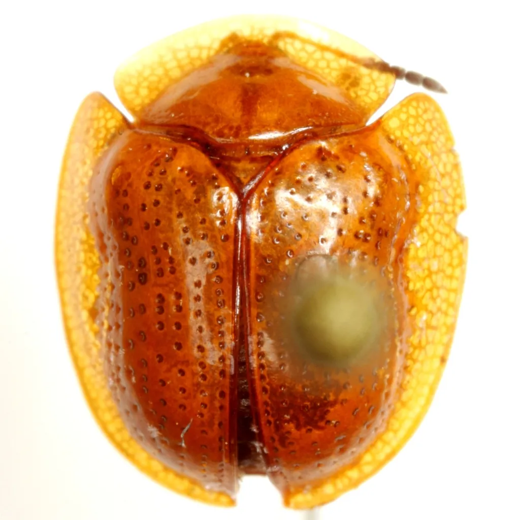 Erepsocassis rubella - Erepsocassis rubella