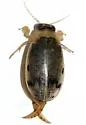 Eretes sticticus