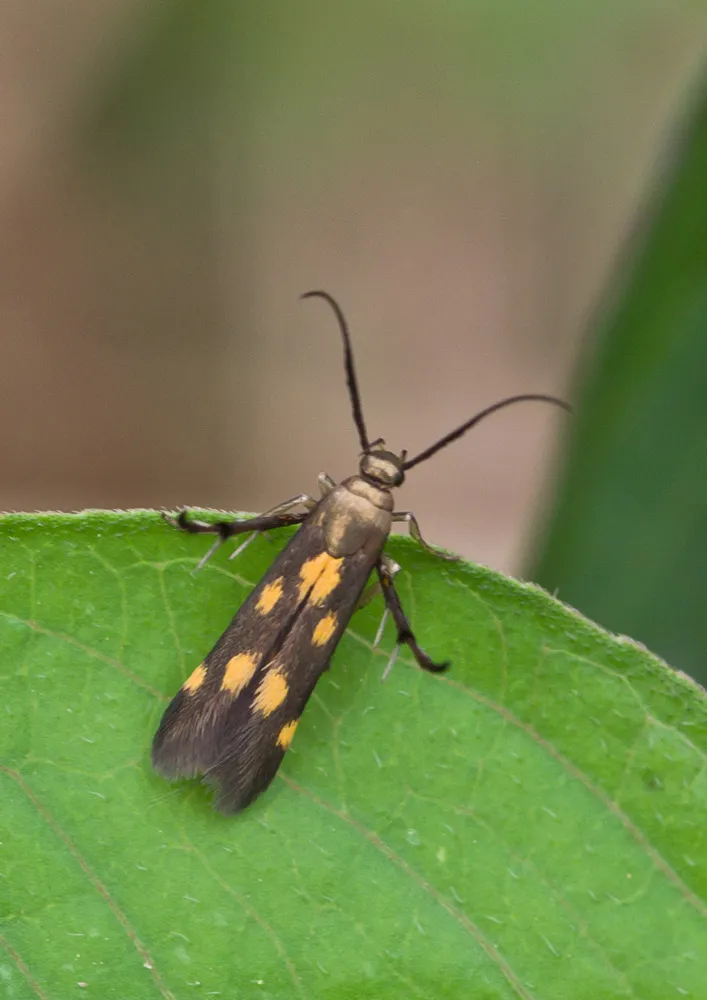 Eretmocera impactella - photo 3