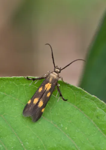 Eretmocera impactella - photo 4