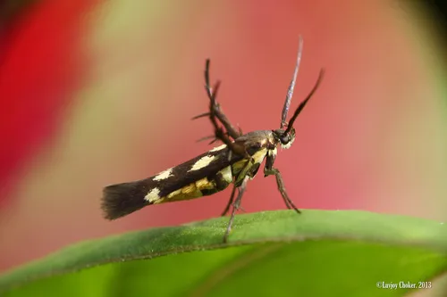 Eretmocera impactella - photo 5