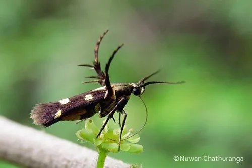Eretmocera impactella - photo 6