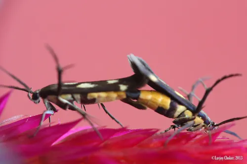 Eretmocera impactella - photo 7