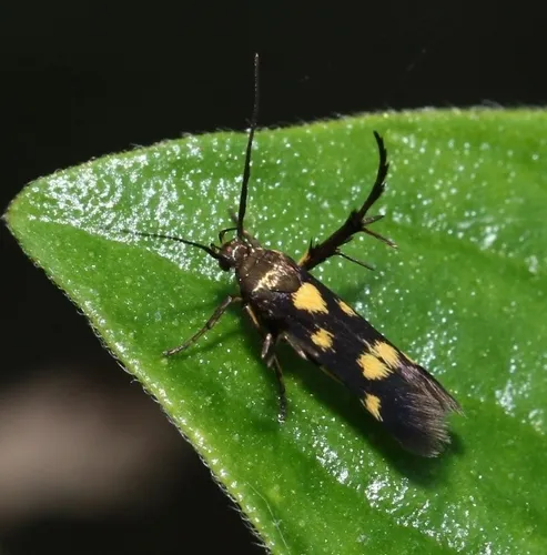 Eretmocera impactella - photo 8