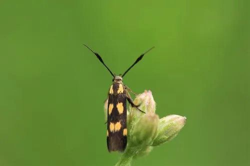 Joyful Moth - photo 3