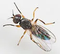 Eribolus longulus