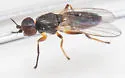 Eribolus longulus - photo 2