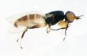 Eribolus longulus - photo 4